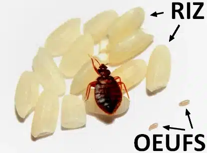 Déjections de punaises de lit