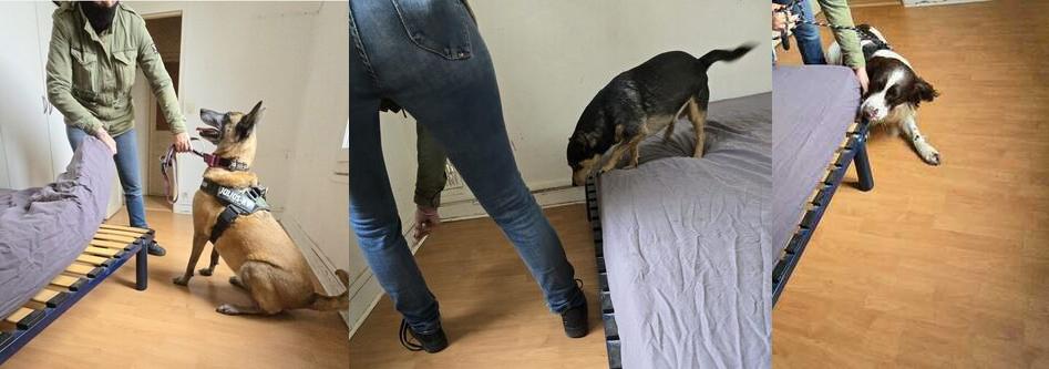 Chien détecteur de punaises de lit