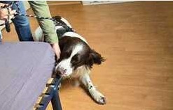 Chien détecteur de punaises de lit en formation