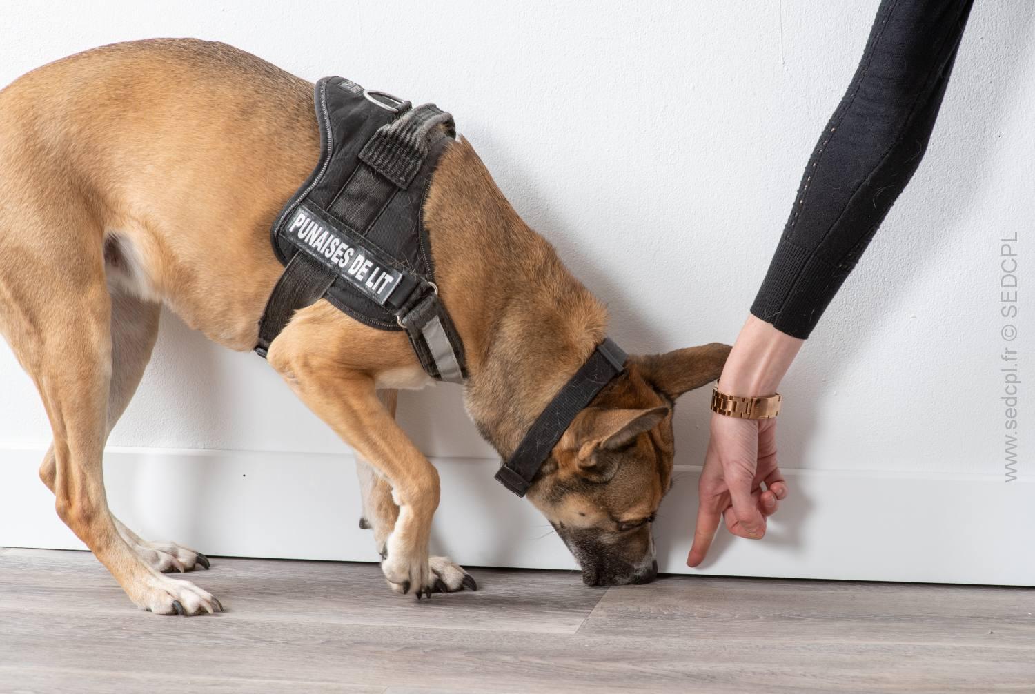 Chien détecteur de punaises de lit en action à Trappes